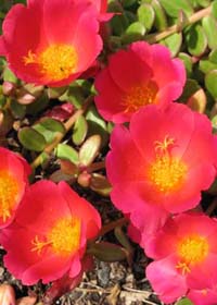 Portulaca 'Balrioscar' Rio Scarlet